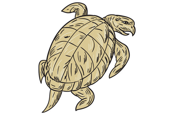 580x386 Ridley Turtle Drawing Retro Illustration