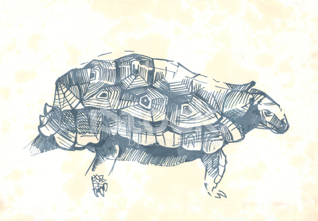 634x440 Turtle Pen Drawing Sketch Stock Photos