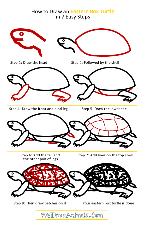 600x945 How To Draw An Eastern Box Turtle