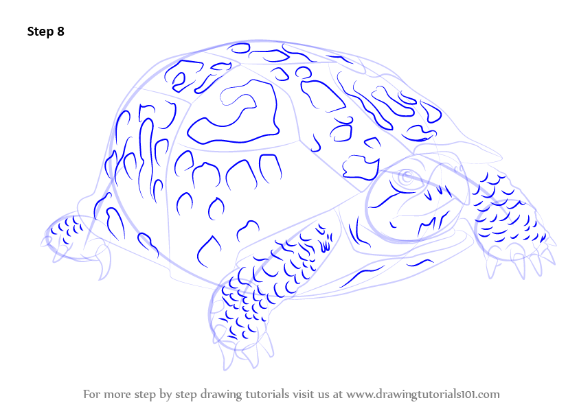843x596 Learn How To Draw An Eastern Box Turtle (Turtles And Tortoises