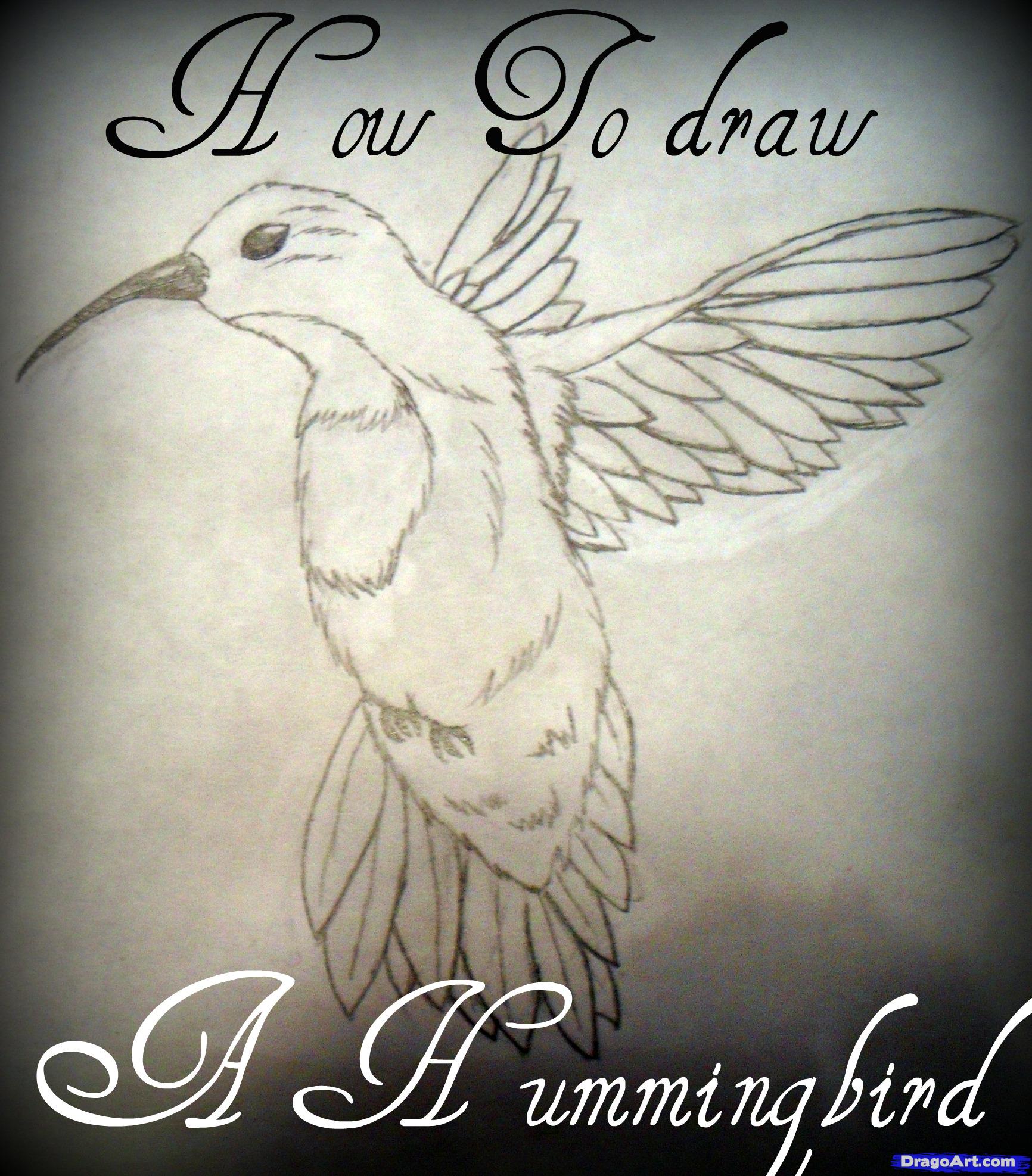 1732x1975 How To Draw A Hummingbird