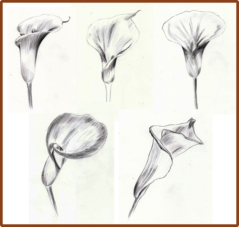800x759 Weekly Doodles And Tuts How To Draw A Calla Lily