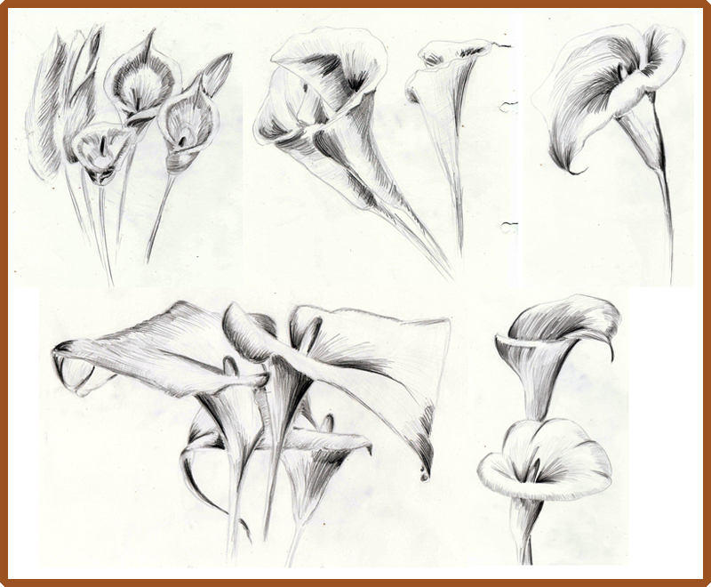 800x660 Weekly Doodles And Tuts How To Draw A Calla Lily Method 3