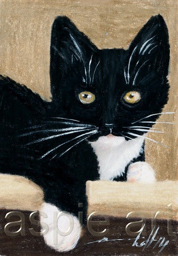 Tuxedo Cat Drawing at GetDrawings | Free download