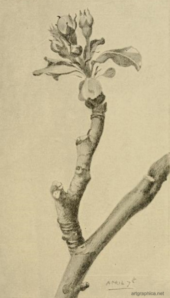 346x605 Bud Arrangements And Tree Branch Anatomy Lesson