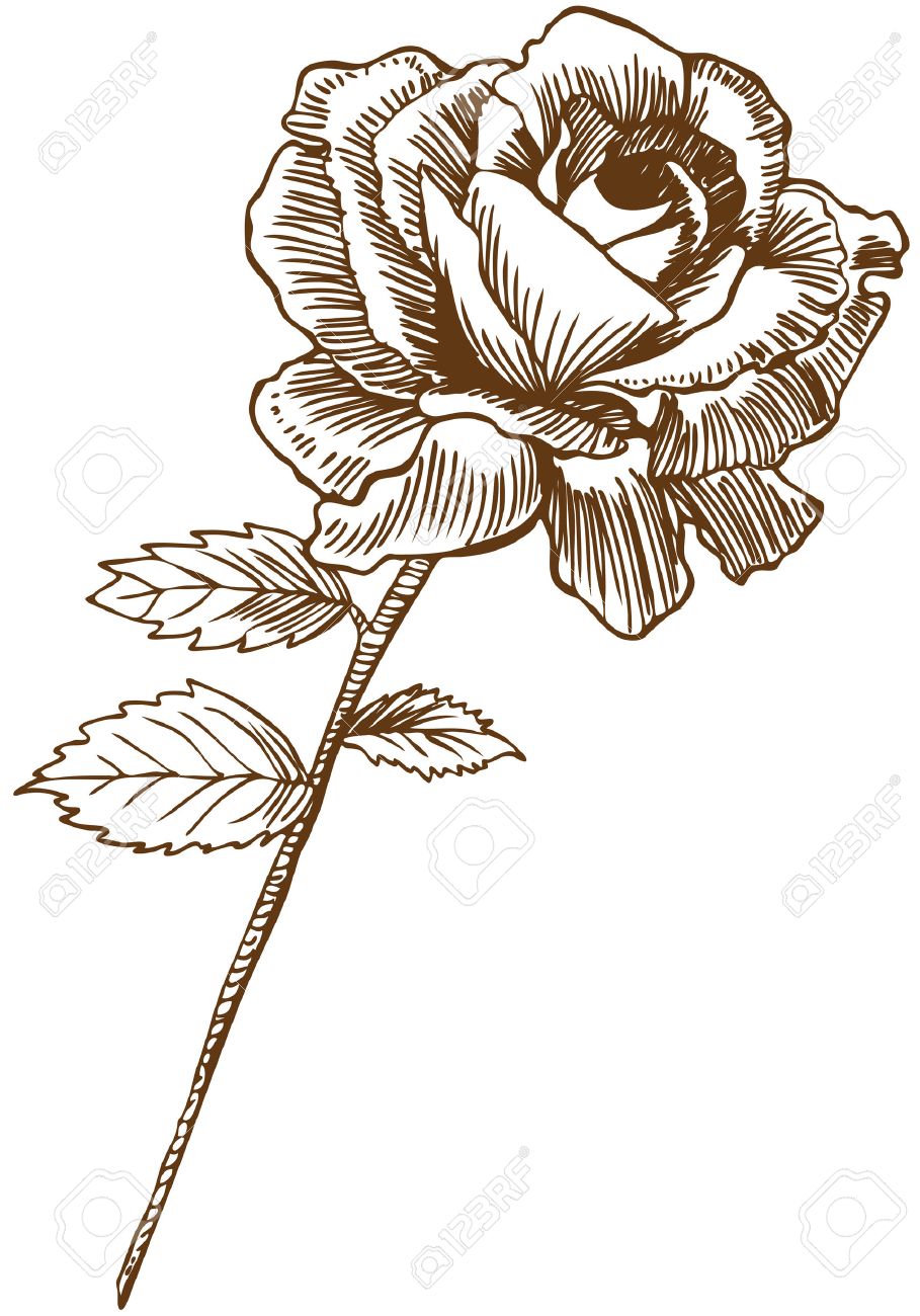 909x1300 5163287 Rose Drawing Two Beautiful Hand Drawn Rose Bloom Stem