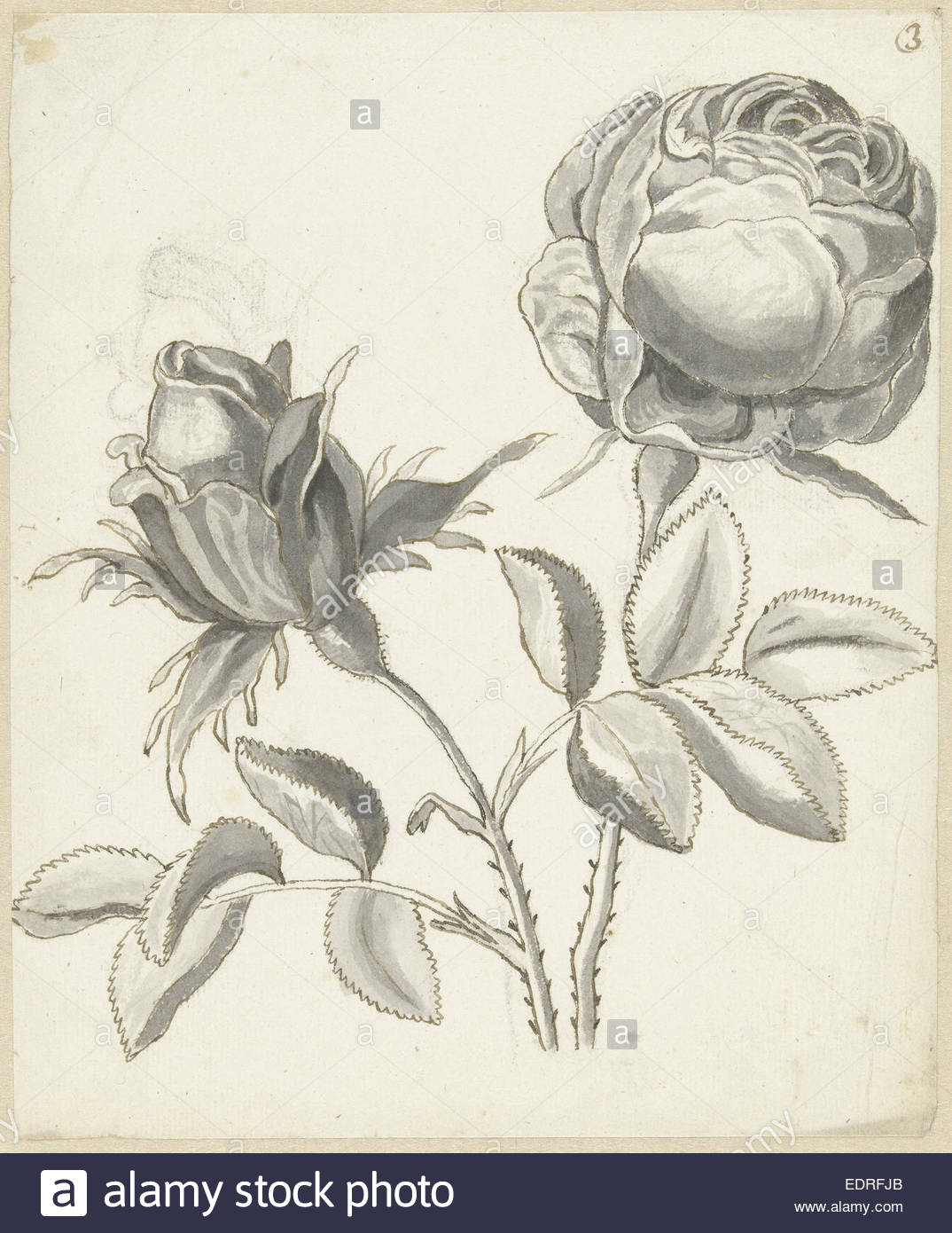 1074x1390 Two Roses, Bernard Picart, 1683