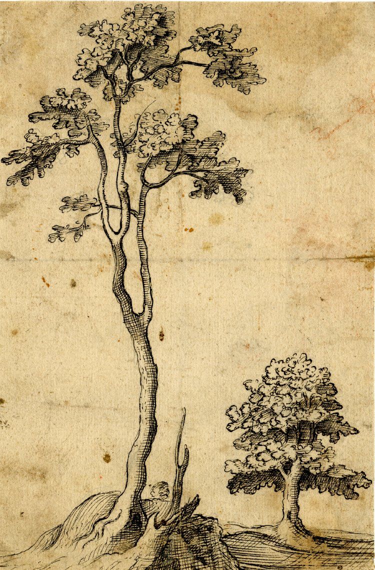 750x1140 Study Of Two Trees Formerly In The 1637 Album Containing 279
