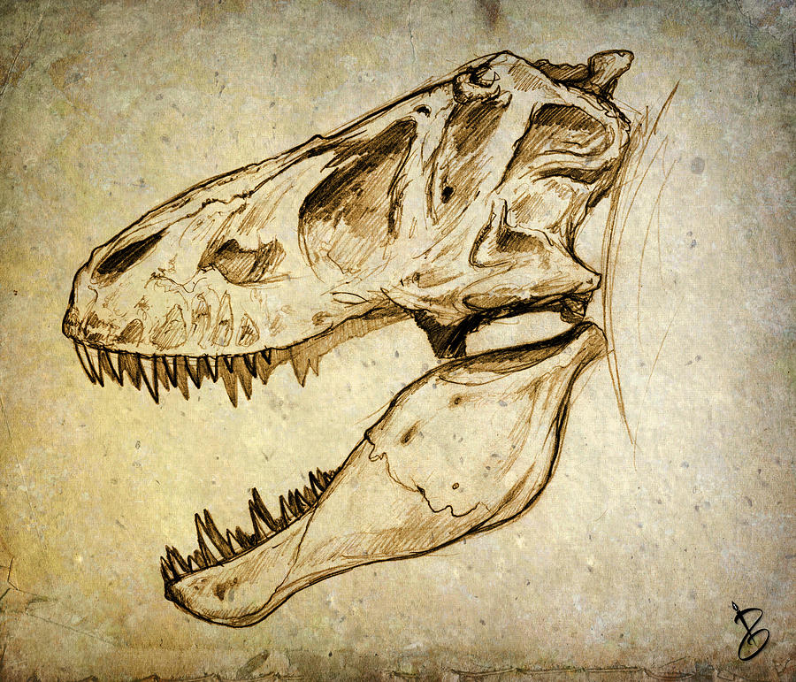 900x771 Adult Tyrannosaurus Rex Skull Drawing By Paul Gioacchini