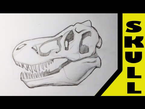 480x360 Drawing A T Rex Skull