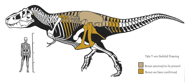 Tyrannosaurus Rex Skeleton Drawing at GetDrawings | Free download