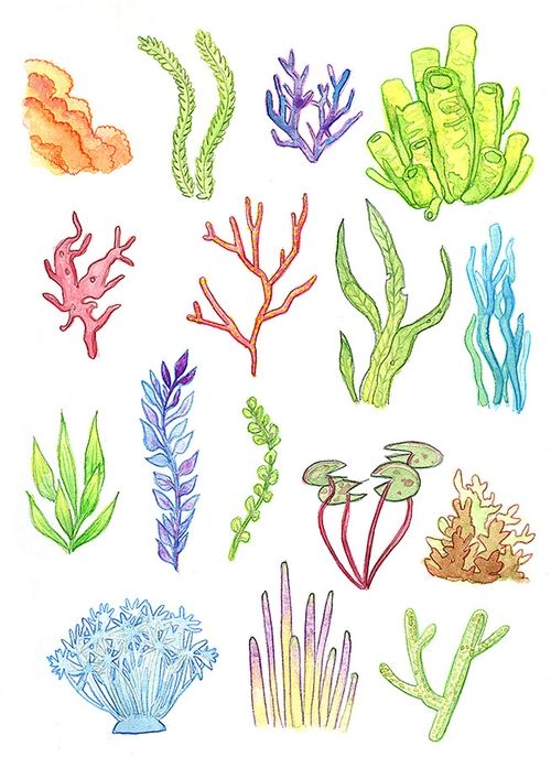 500x687 Underwater Plants [Print]