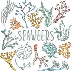 236x234 Drawing Underwater Coral Reef Coral Reef