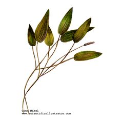 236x236 Kuvahaun Tulos Haulle Pond Colouring Pages Sammakotkalat