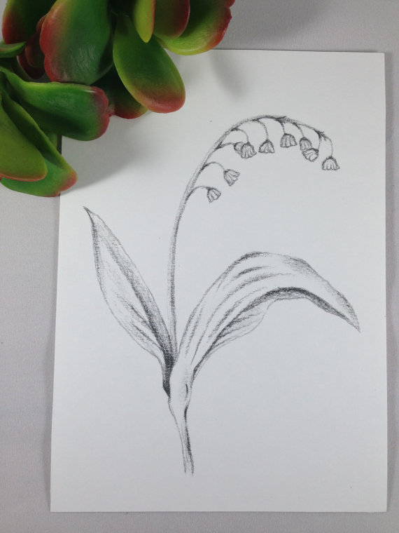 570x760 Lily Of The Valley Drawing Lily Of The Valley Print