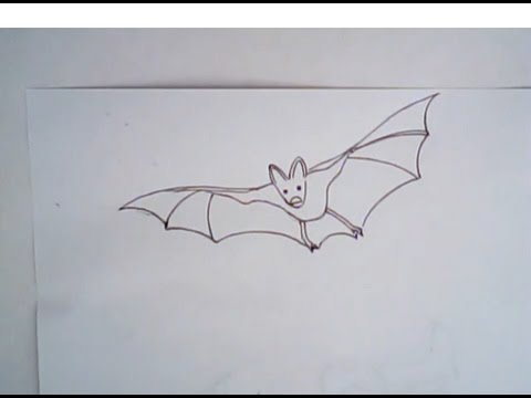 480x360 How To Draw A Vampire Bat (Simple Line Art)