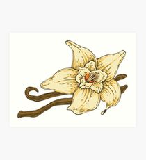 210x230 Vanilla Drawing Art Prints Redbubble