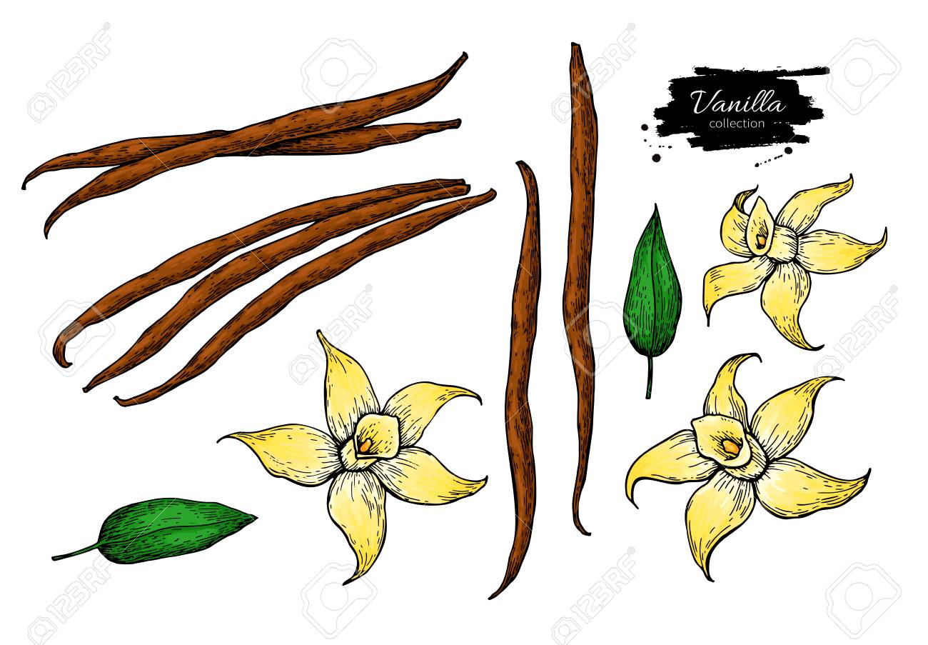 1300x903 Vanilla Flower And Bean Stick Vector Drawing Set. Hand Drawn
