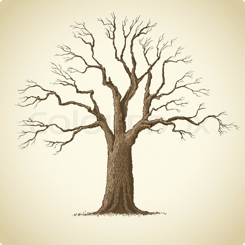800x800 Vector Illustration Of Big Old Tree With Many Branches Stock