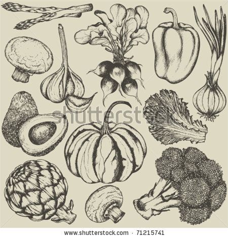 450x470 28 Best Vegetable Drawings Images On Hand Drawings
