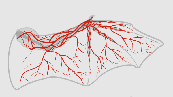 600x339 Taking Flight A Beginner's Guide Into Drawing Wings