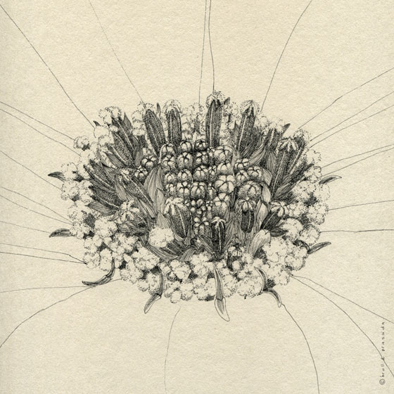 560x560 Detailed And Elegant Drawings By Broll Amp Prascida Partfaliaz