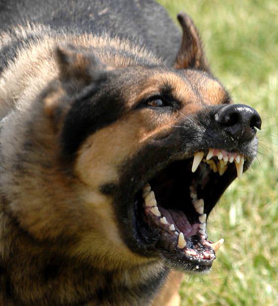 562x619 Attack By A Dangerous Dog And The Use Of Deadly Force
