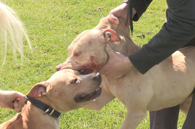 620x413 Dangerous Dog Owners Are Training Pets To Kill Daily Star