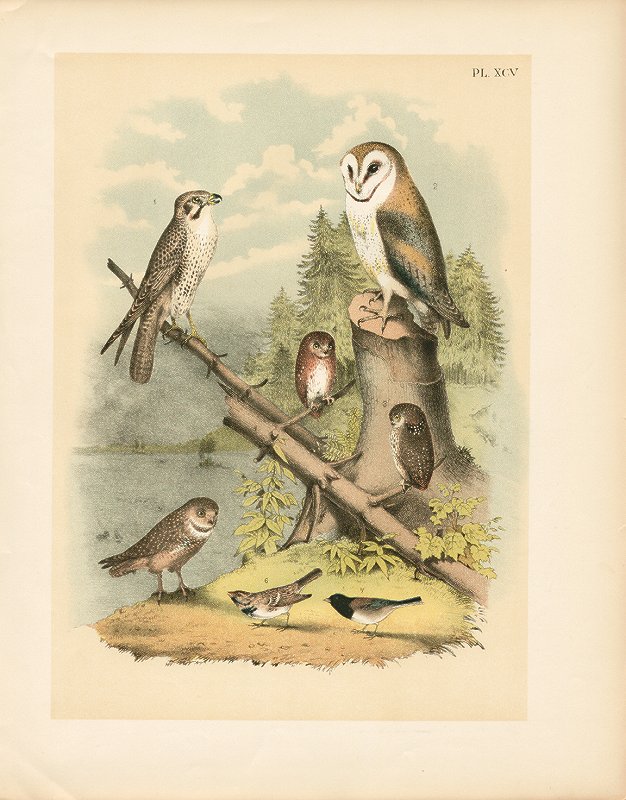 626x800 Deco Dog's Ephemera