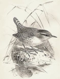 236x307 Hermit Thrush Inside Out Small Drawing Bird