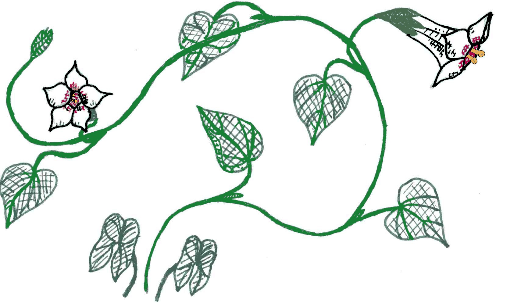 1673x1007 Filewild Potato Vine Drawing Emv20031126.jpg