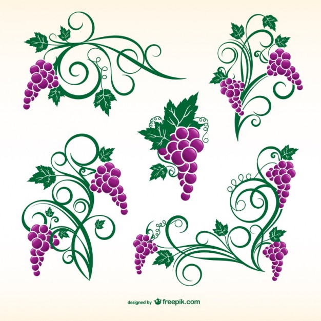 626x626 Vine Vectors, Photos And Psd Files Free Download