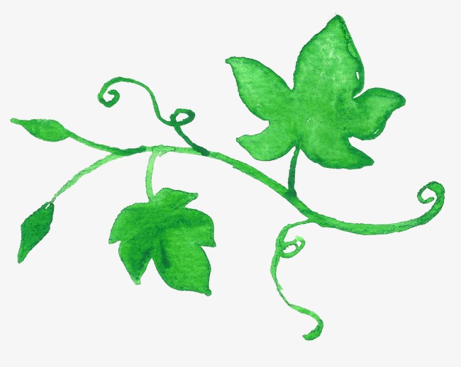 650x518 Green Leaves, Drawing Plant, Greenery, Drawing Vines Png Image
