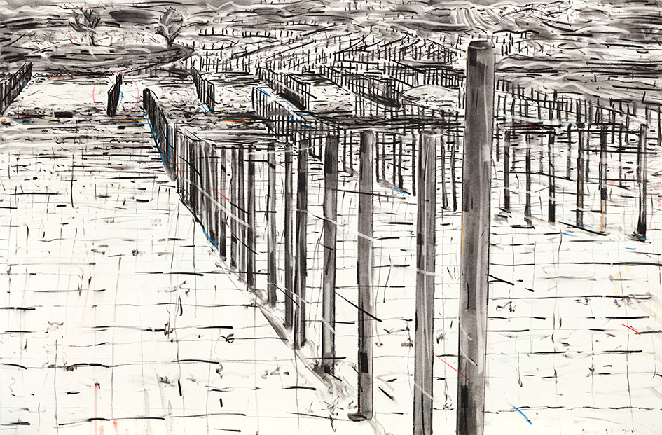 945x621 Deon Venter Drawing Vineyard