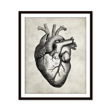 Vintage Anatomical Heart Drawing at GetDrawings | Free download