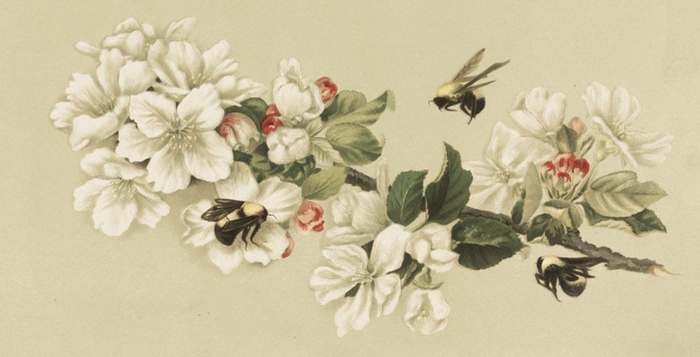 700x357 Free Vintage Bee Images