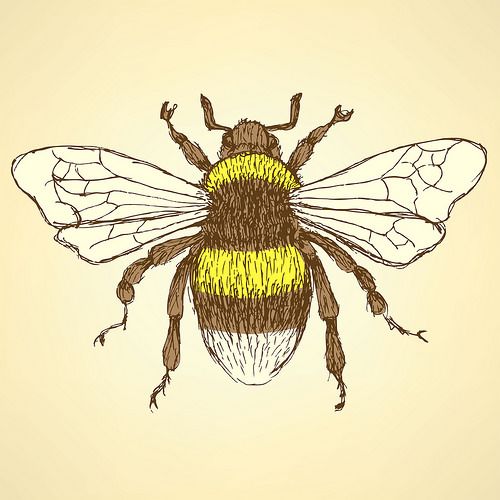 500x500 Vintage Bee Drawing Images Tattoos Vintage Bee