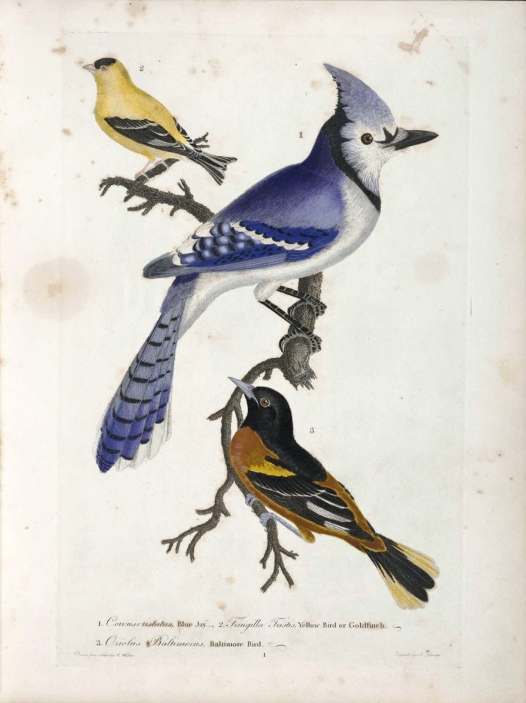 749x1000 Animal Bird Blue Jay Baltimore Oriole Blue Jay Vintage