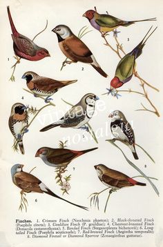 236x358 Audubon Artes Birds