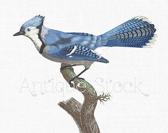 340x270 Blue Jay Bird Image