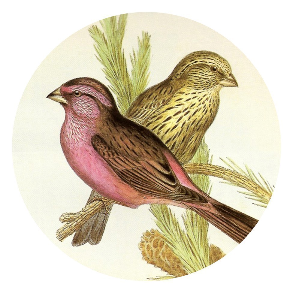 976x976 Vintage Birds Elegant Antique Drawings Craft By Picturemerchants