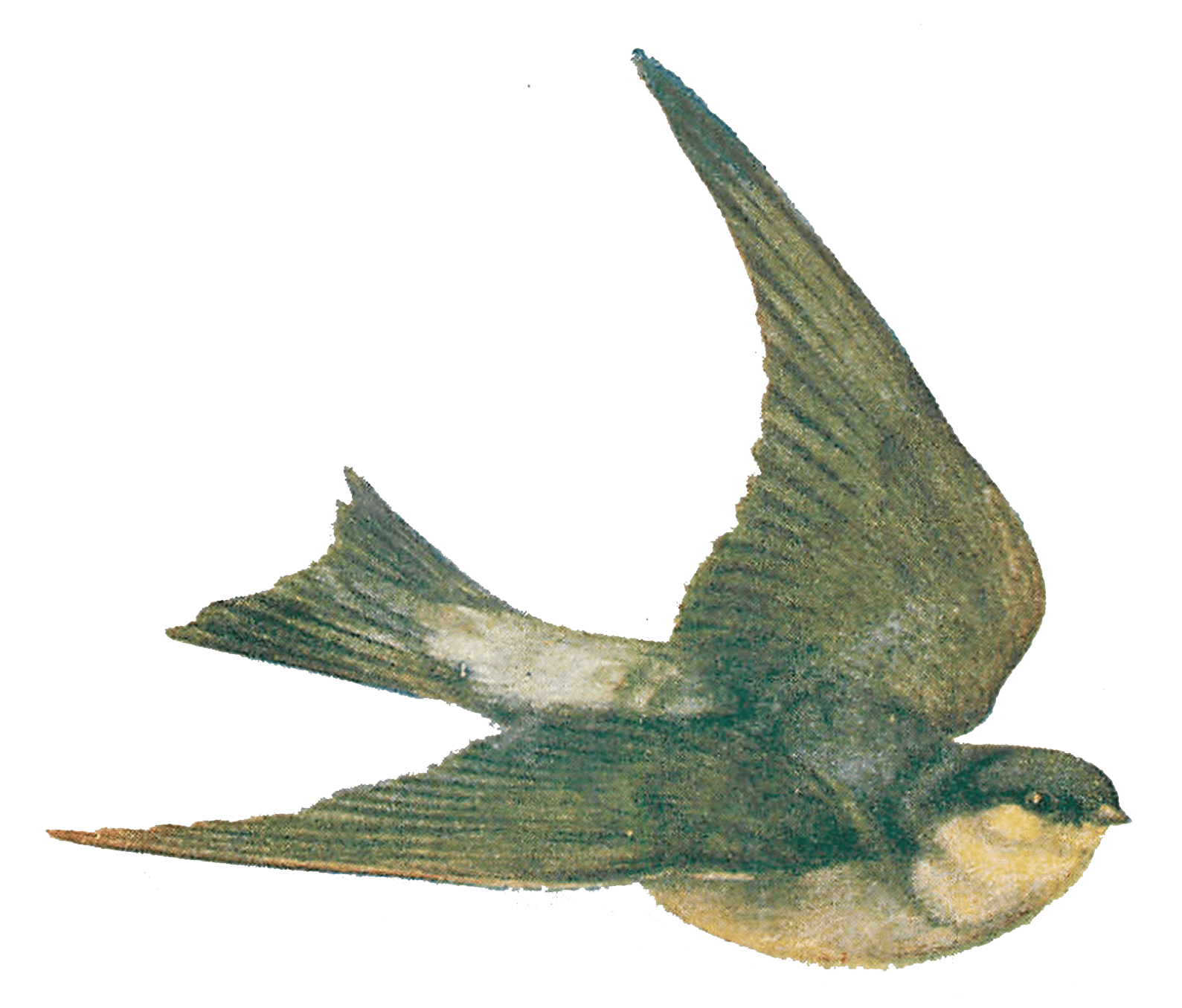 1589x1356 Vintage Bird Illustration Transparent Png