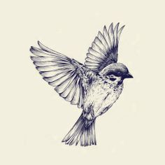 236x236 Drawing Bird