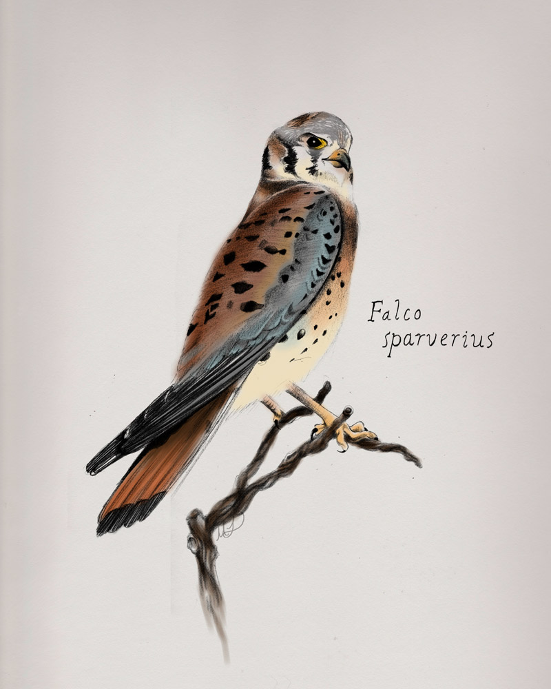 800x1000 Vintage Megan Leitschuh