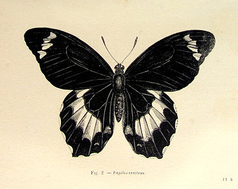 340x270 1860 Antique Butterflies Print, Vintage Original Butterfly