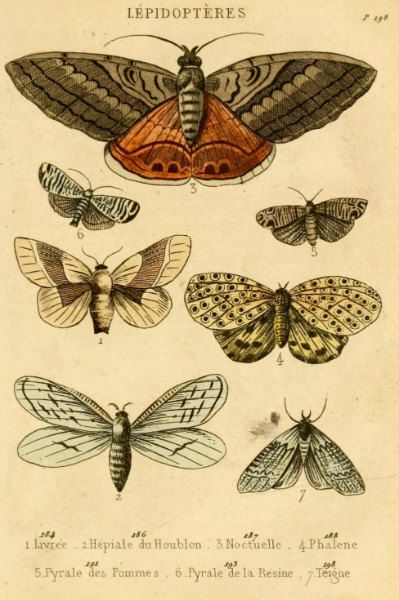 399x600 192 Best Butterflies Illustrations Images