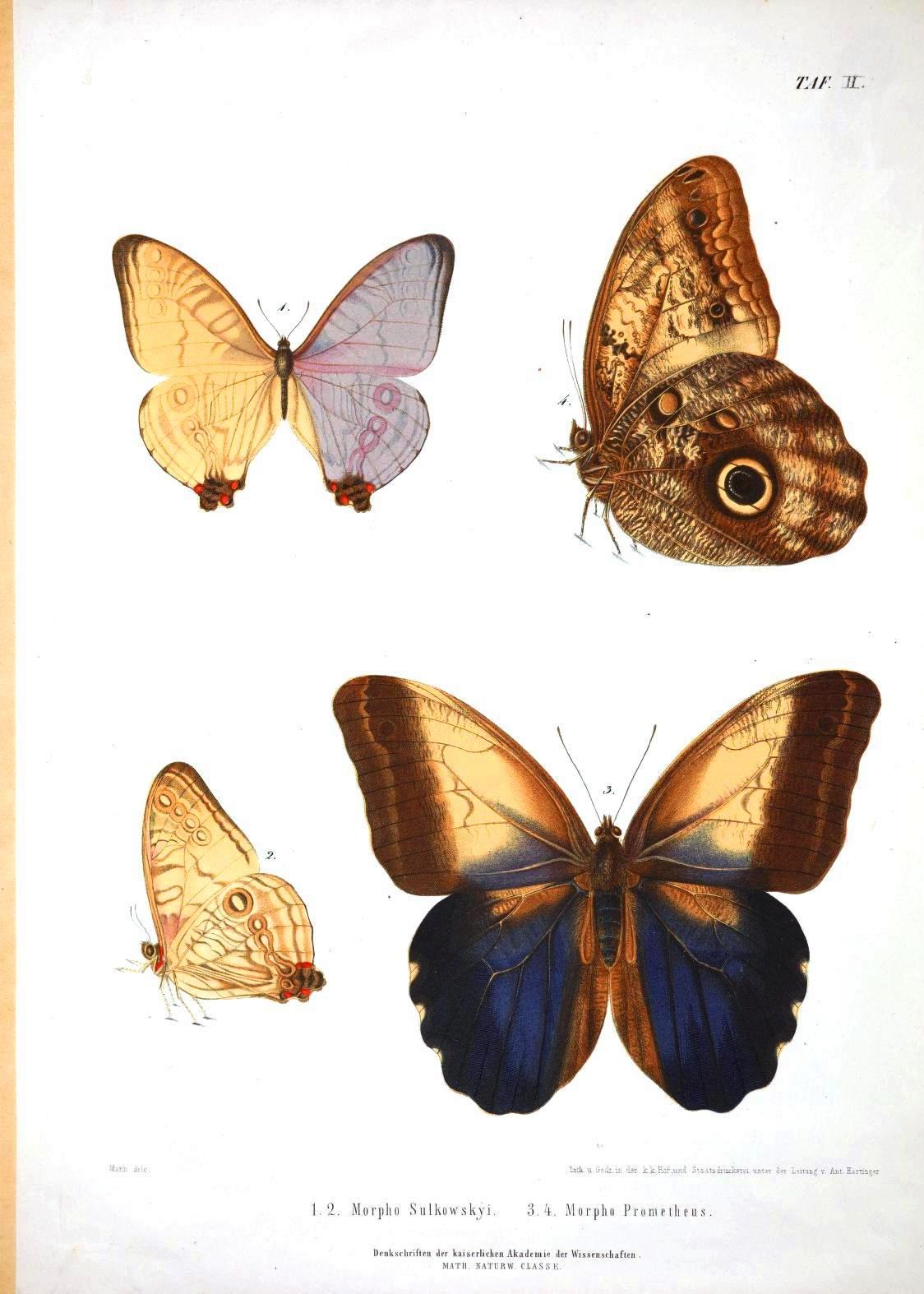 1124x1574 Animal Insect Butterflies Educational Plate 2 Vintage