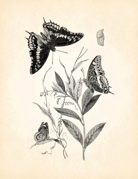 480x621 Butterfly Moth Cocoon Chrysalis Vintage Printable Image Instant