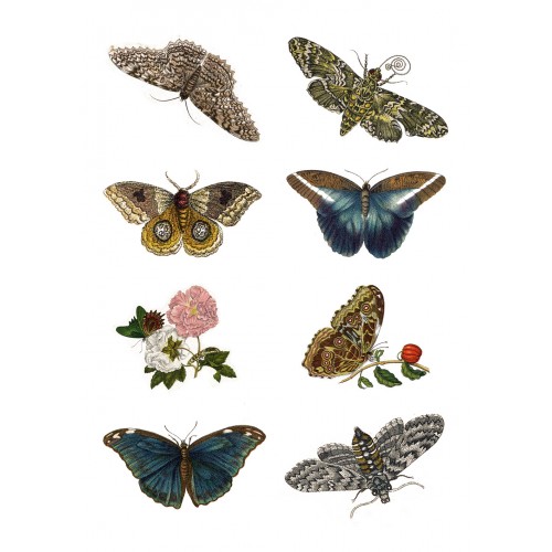 500x500 Stickers (Each Sticker Pack 8 Pcs) Vintage Butterfly
