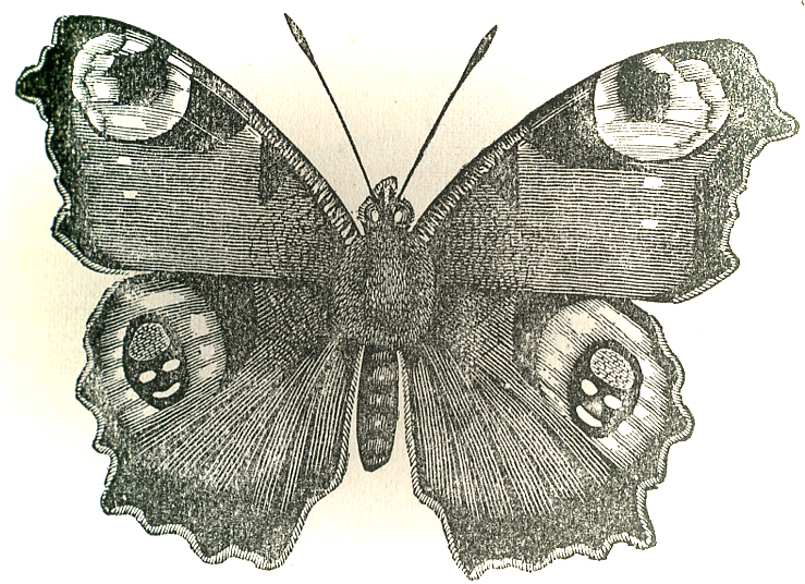 739x536 Vintage Peacock Butterfly Image Download Work In Progress